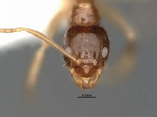 Nylanderia terricola specimen CASENT4031889 image casent4031889_2