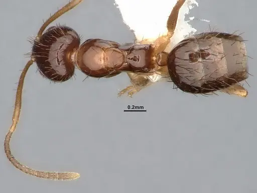 Nylanderia terricola specimen CASENT4032217 image casent4032217_1