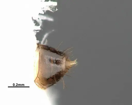 Nylanderia terricola specimen CASENT4032217 image casent4032217_2
