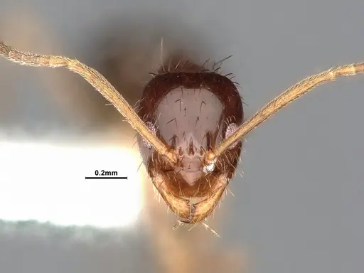 Nylanderia terricola specimen CASENT4032217 image casent4032217_3