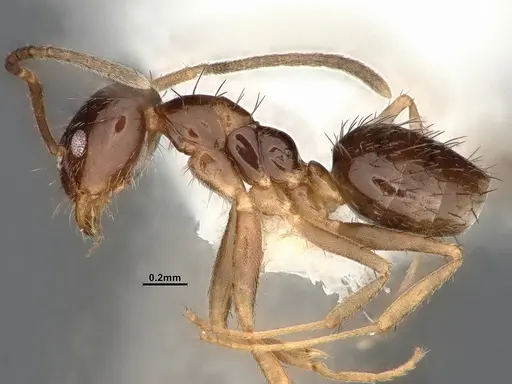 Nylanderia terricola specimen CASENT4032217 image casent4032217_4
