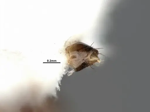 Nylanderia terricola specimen CASENT4032217 image casent4032217_5