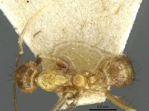 Nylanderia tjibodana specimen CASENT0912311 image casent0912311_1