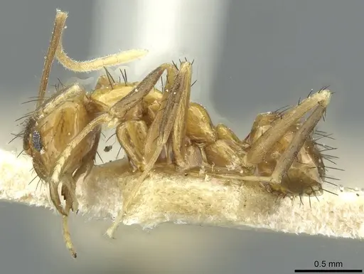 Nylanderia tjibodana specimen CASENT0912311 image casent0912311_3