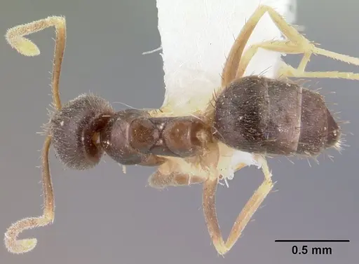 Nylanderia umbella specimen CASENT0179583 image casent0179583_1