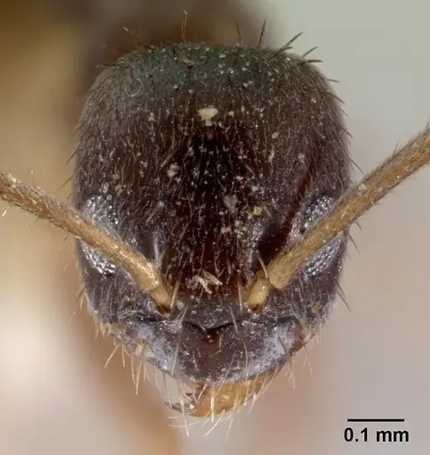 Nylanderia umbella specimen CASENT0179583 image casent0179583_2
