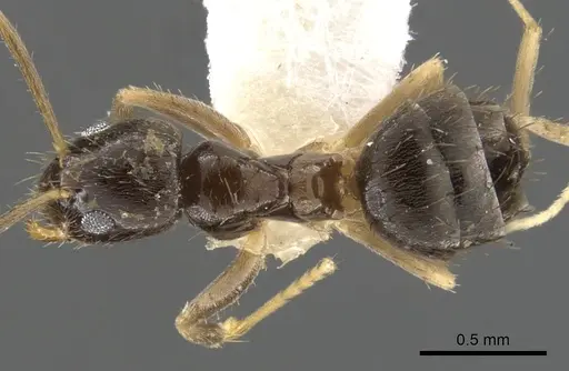 Nylanderia umbella specimen CASENT0900362 image casent0900362_1