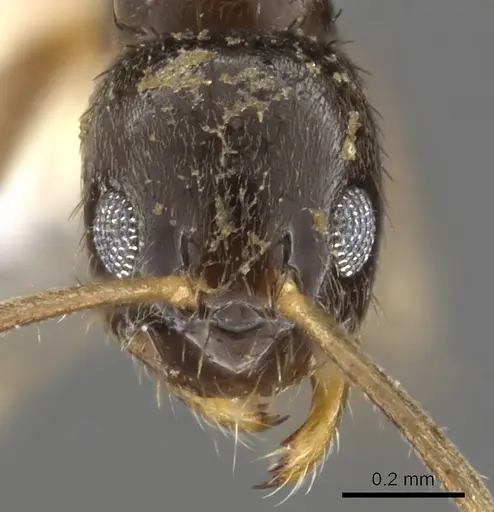 Nylanderia umbella specimen CASENT0900362 image casent0900362_2