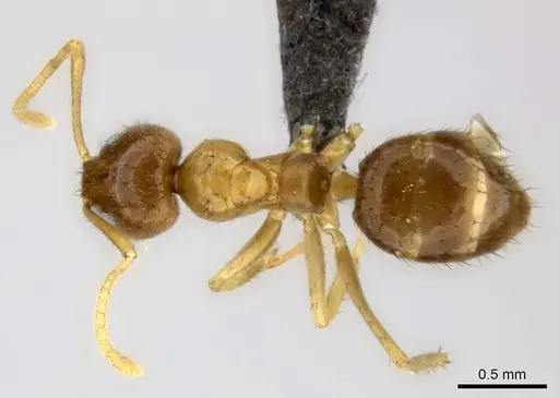 Nylanderia usambarica specimen CASENT0235343 image casent0235343_1