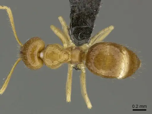 Nylanderia usambarica specimen CASENT0235449 image casent0235449_1