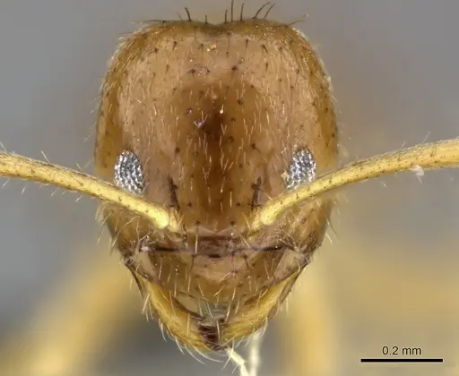 Nylanderia usambarica specimen CASENT0235449 image casent0235449_2