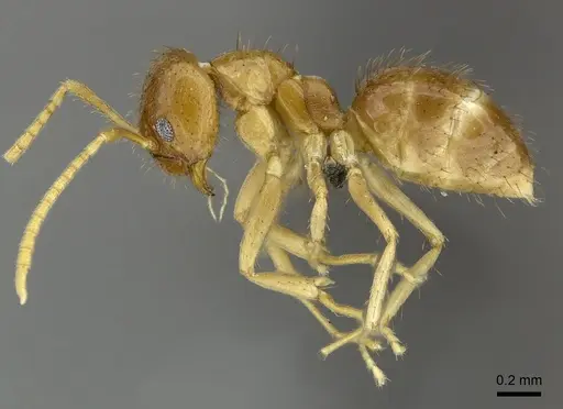 Nylanderia usambarica specimen CASENT0235449 image casent0235449_3
