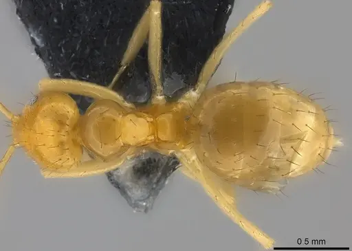 Nylanderia vitiensis specimen CASENT0181499 image casent0181499_1