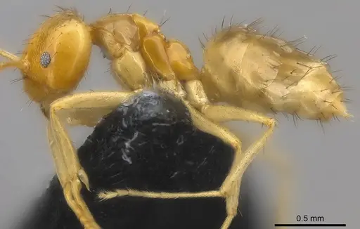Nylanderia vitiensis specimen CASENT0181499 image casent0181499_4