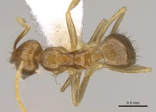 Nylanderia vitiensis specimen CASENT0281130 image casent0281130_1