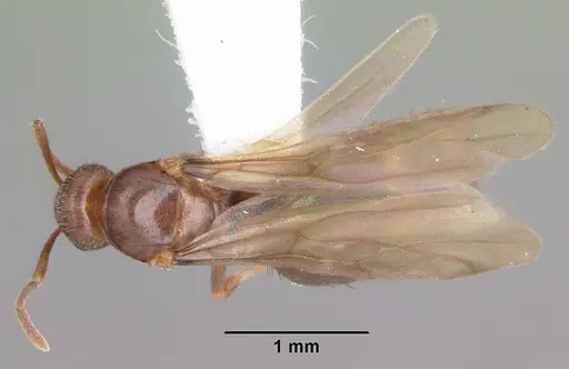 Nylanderia wojciki specimen CASENT0104265 image casent0104265_1