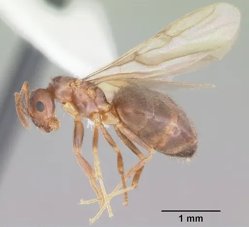 Nylanderia wojciki specimen CASENT0104265 image casent0104265_4
