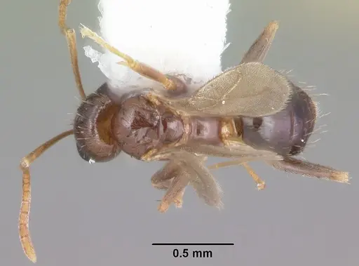 Nylanderia wojciki specimen CASENT0104266 image casent0104266_1