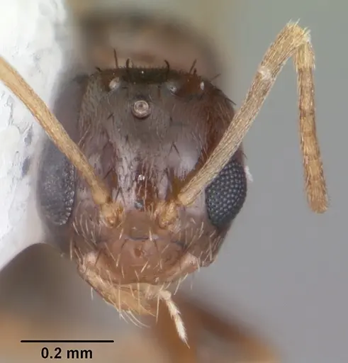 Nylanderia wojciki specimen CASENT0104266 image casent0104266_2