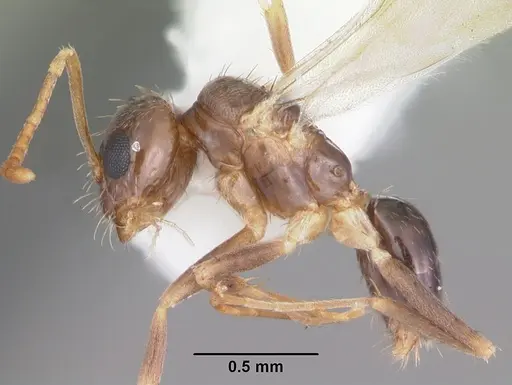 Nylanderia wojciki specimen CASENT0104266 image casent0104266_3