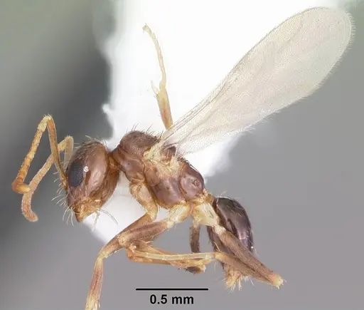 Nylanderia wojciki specimen CASENT0104266 image casent0104266_4