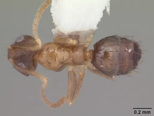 Nylanderia wojciki specimen CASENT0104268 image casent0104268_1