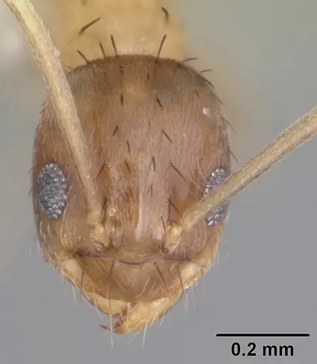 Nylanderia wojciki specimen CASENT0104268 image casent0104268_2