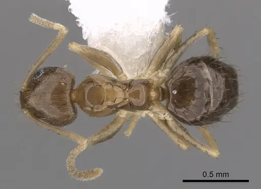 Nylanderia wojciki specimen CASENT0281000 image casent0281000_1