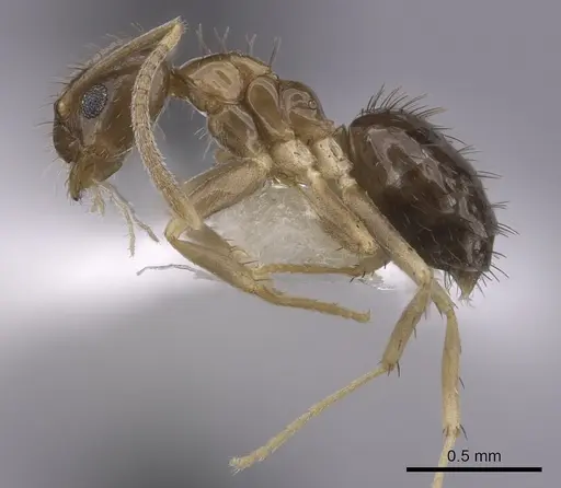Nylanderia wojciki specimen CASENT0281000 image casent0281000_3