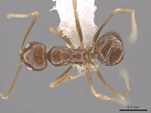 Nylanderia xestonota specimen CASENT0656041 image casent0656041_1