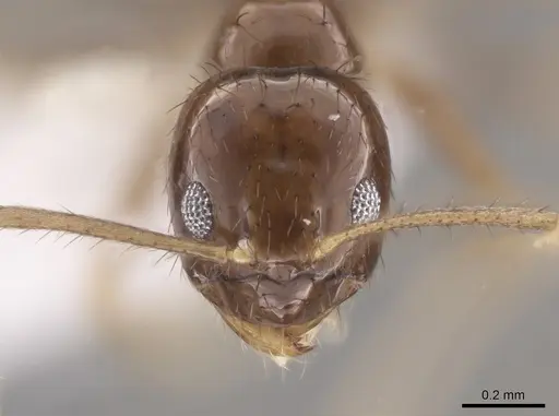 Nylanderia xestonota specimen CASENT0656041 image casent0656041_2
