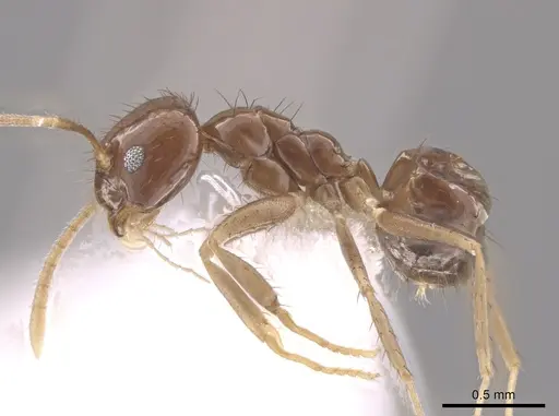 Nylanderia xestonota specimen CASENT0656041 image casent0656041_3