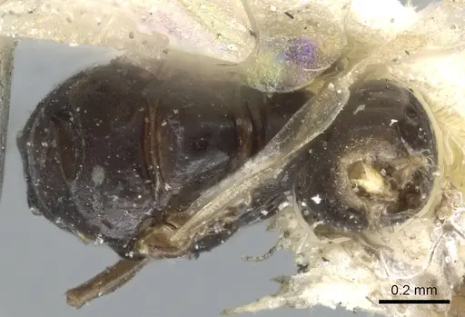 Ochetellus democles specimen CASENT0902996 image casent0902996_1