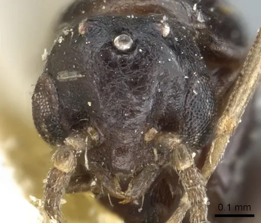 Ochetellus democles specimen CASENT0902996 image casent0902996_2