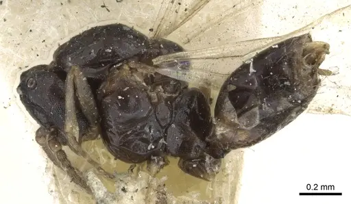 Ochetellus democles specimen CASENT0902996 image casent0902996_3