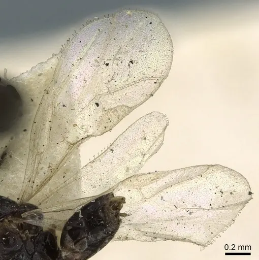Ochetellus democles specimen CASENT0902996 image casent0902996_4