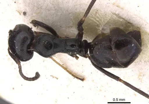 Ochetellus epinotalis specimen CASENT0909525 image casent0909525_1