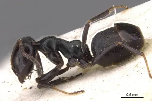 Ochetellus epinotalis specimen CASENT0909525 image casent0909525_3