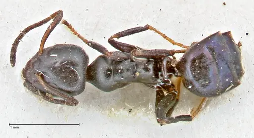 Ochetellus epinotalis specimen FOCOL2817 image focol2817_1