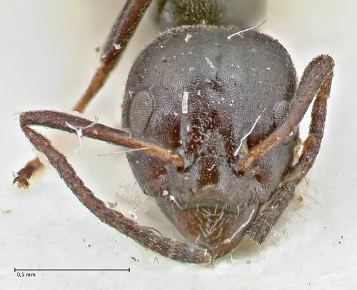 Ochetellus epinotalis specimen FOCOL2817 image focol2817_2