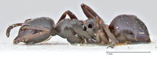 Ochetellus epinotalis specimen FOCOL2817 image focol2817_3