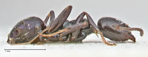 Ochetellus epinotalis specimen FOCOL2817 image focol2817_4