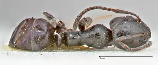 Ochetellus epinotalis specimen FOCOL2818 image focol2818_1