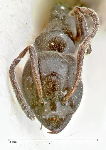 Ochetellus epinotalis specimen FOCOL2818 image focol2818_2