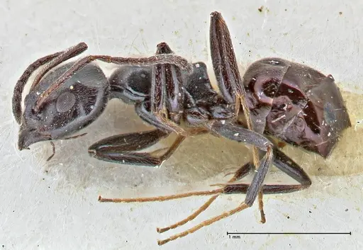 Ochetellus epinotalis specimen FOCOL2818 image focol2818_3