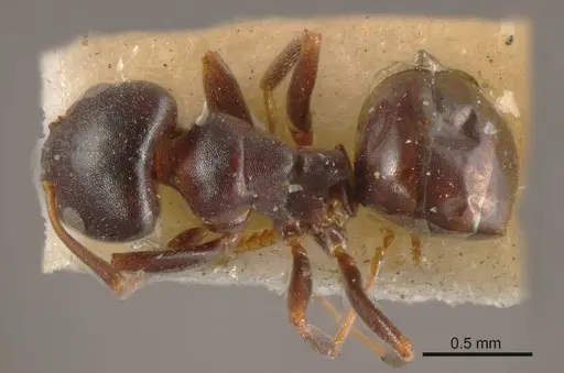 Ochetellus flavipes specimen ANTWEB1008190 image antweb1008190_1