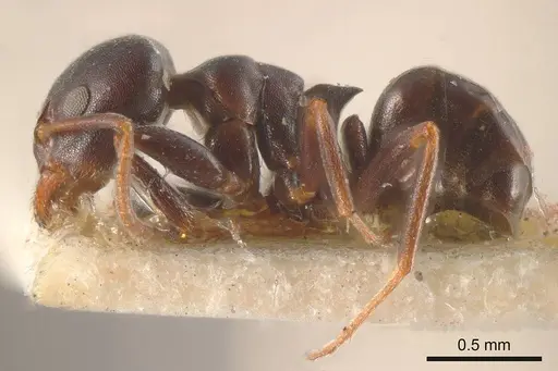 Ochetellus flavipes specimen ANTWEB1008190 image antweb1008190_2