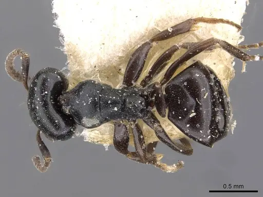 Ochetellus flavipes specimen CASENT0909561 image casent0909561_1