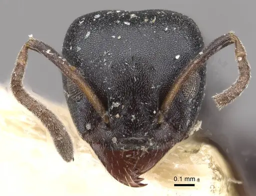 Ochetellus flavipes specimen CASENT0909561 image casent0909561_2