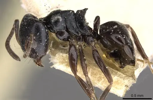 Ochetellus flavipes specimen CASENT0909561 image casent0909561_3